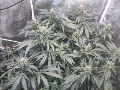 IMG_20230501_100340_827.jpg IMG_20230501_100340_827.jpg