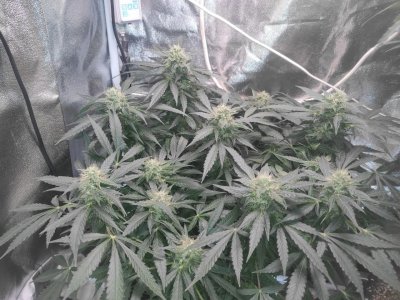 IMG_20230501_100339_162.jpg IMG_20230501_100339_162.jpg