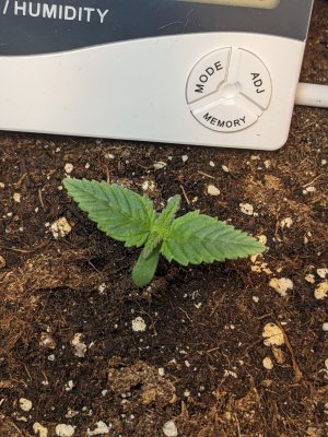 PXL_20230502_003509377.jpg PXL_20230502_003509377.jpg