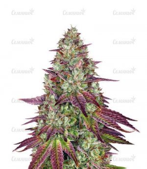 MIMOSA-EVO.jpg MIMOSA-EVO.jpg