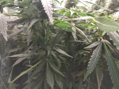 IMG_20230505_122830_095.jpg IMG_20230505_122830_095.jpg