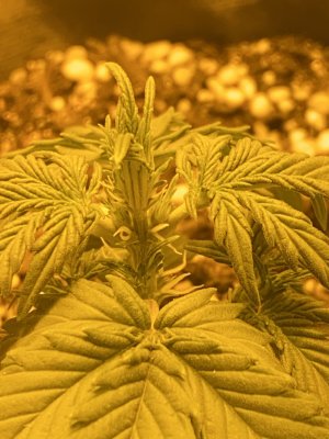 F5D9C65B-184E-4B52-BFD5-EAB58AA4FE93.jpeg F5D9C65B-184E-4B52-BFD5-EAB58AA4FE93.jpeg