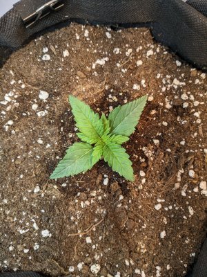 PXL_20230504_234209139.jpg PXL_20230504_234209139.jpg