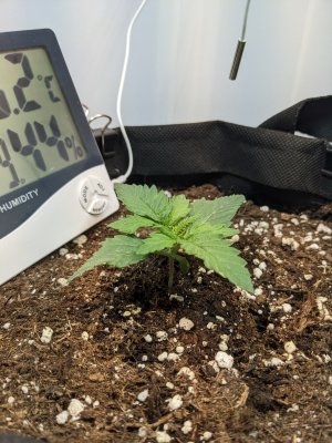 PXL_20230505_203327397.jpg PXL_20230505_203327397.jpg