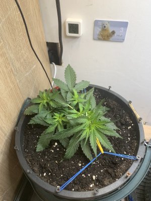 IMG_0926.jpeg IMG_0926.jpeg