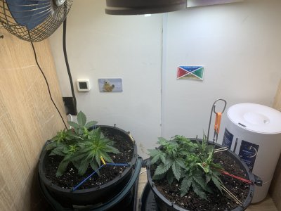 IMG_0928.jpeg IMG_0928.jpeg