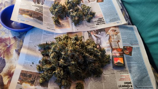 IMG_20230507_174538.jpg IMG_20230507_174538.jpg