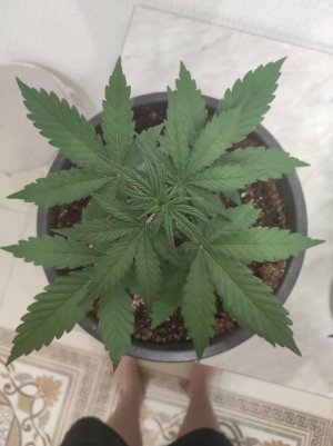 IMG_20230509_205153.jpg IMG_20230509_205153.jpg