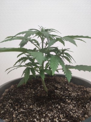 IMG_20230509_205210.jpg IMG_20230509_205210.jpg