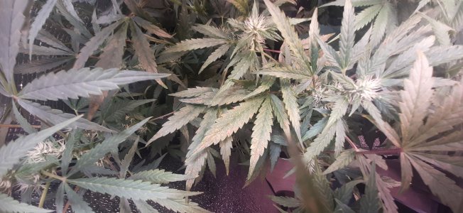 20230512_154306.jpg 20230512_154306.jpg