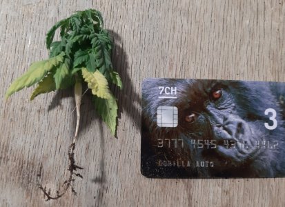 20230513_172827.jpg 20230513_172827.jpg