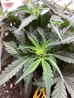 IMG_0985.jpeg IMG_0985.jpeg