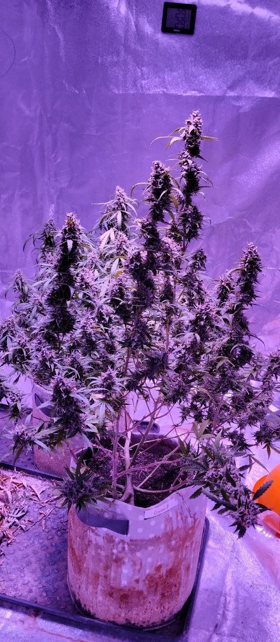 photo_2023-05-15_17-11-48.jpg photo_2023-05-15_17-11-48.jpg