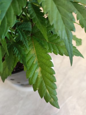 IMG_20230516_075357.jpg IMG_20230516_075357.jpg