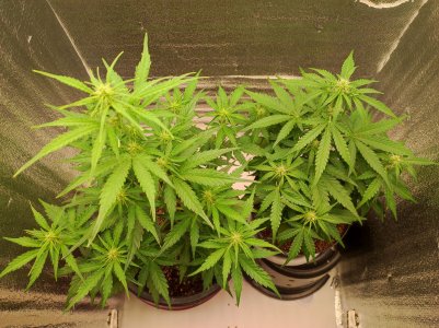 IMG_20230519_190019.jpg IMG_20230519_190019.jpg