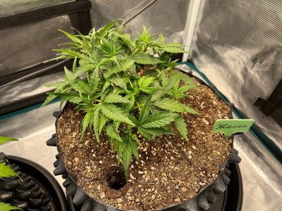 8404EA97-0100-4CD7-A442-5DF81B1D7FCB.jpeg 8404EA97-0100-4CD7-A442-5DF81B1D7FCB.jpeg