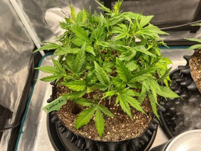 BD5B4A36-D089-4128-A79C-5A8A1EC0F236.jpeg BD5B4A36-D089-4128-A79C-5A8A1EC0F236.jpeg