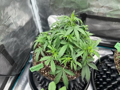 5AB44867-5504-464B-8416-D18F29600E36.jpeg 5AB44867-5504-464B-8416-D18F29600E36.jpeg