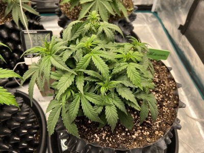 412FF0EE-C695-4485-A400-2E3B45DD371F.jpeg 412FF0EE-C695-4485-A400-2E3B45DD371F.jpeg