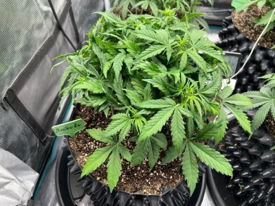 0F7EF80D-AD15-46F4-9B66-A077C1F00DB3.jpeg 0F7EF80D-AD15-46F4-9B66-A077C1F00DB3.jpeg