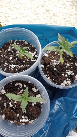 IMG_20230419_143610.jpg IMG_20230419_143610.jpg