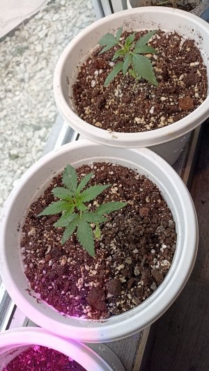 IMG_20230424_095226.jpg IMG_20230424_095226.jpg