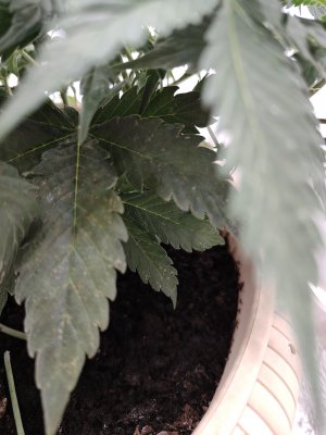 IMG20230524080143.jpg IMG20230524080143.jpg