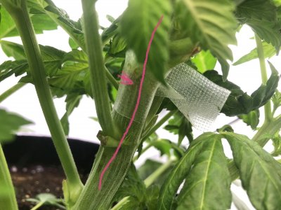 C2A2E47A-A4DA-45AD-A250-9B7B9AE67361.jpeg C2A2E47A-A4DA-45AD-A250-9B7B9AE67361.jpeg