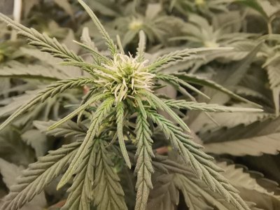 IMG_20230530_103349.jpg IMG_20230530_103349.jpg