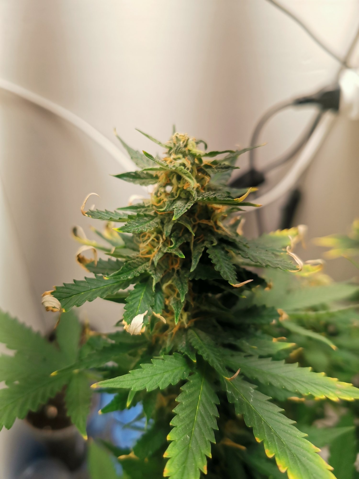 IMG_20230531_212345.jpg IMG_20230531_212345.jpg