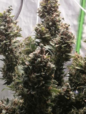 IMG_20230602_124421.cleaned.jpg IMG_20230602_124421.cleaned.jpg