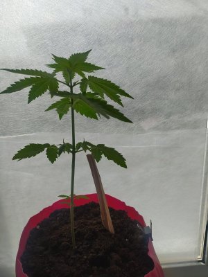 IMG_20230604_121120.jpg IMG_20230604_121120.jpg