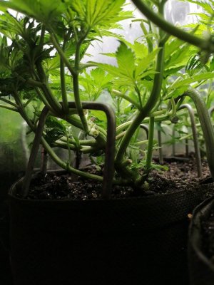 1686678893399.jpg 1686678893399.jpg