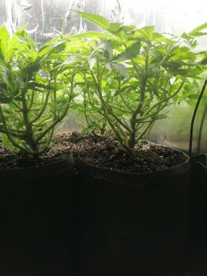 1686774100477.jpg 1686774100477.jpg