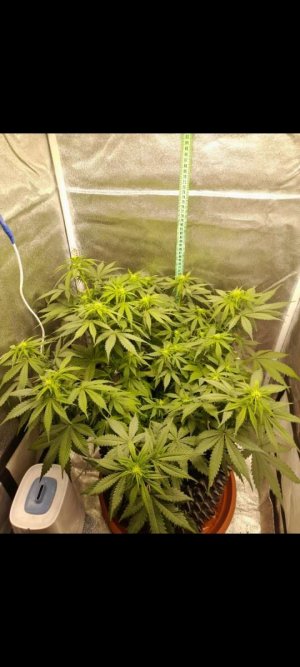 Screenshot_20230615-132331_Gallery.jpg Screenshot_20230615-132331_Gallery.jpg