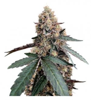 Runtz Muffin.jpg Runtz Muffin.jpg