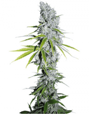 1686859460789.png 1686859460789.png