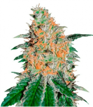 1686859558297.png 1686859558297.png