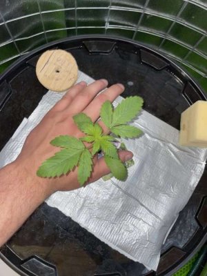 IMG_0631.JPG IMG_0631.JPG