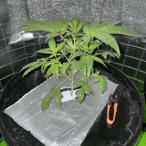 IMG_0718.jpg IMG_0718.jpg