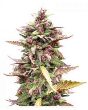 Blackberry Auto.jpg Blackberry Auto.jpg