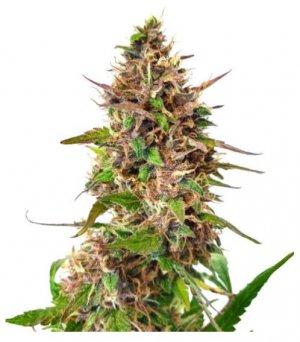 Watermelon Auto.jpg Watermelon Auto.jpg