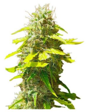 Punch Gelato Auto #33.jpg Punch Gelato Auto #33.jpg