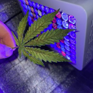 IMG_0787.jpg IMG_0787.jpg