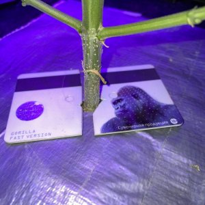 IMG_0793.jpg IMG_0793.jpg