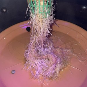 IMG_0794.jpg IMG_0794.jpg