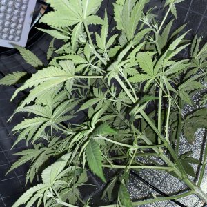 IMG_0790.jpg IMG_0790.jpg