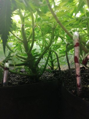 1687509464676.jpg 1687509464676.jpg