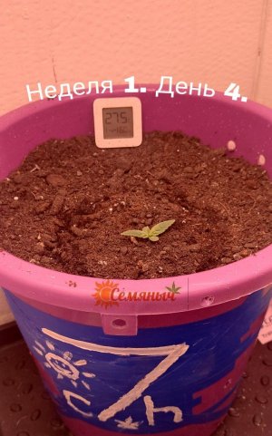 Picsart_23-06-25_17-39-54-859.jpg Picsart_23-06-25_17-39-54-859.jpg