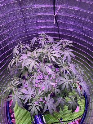 27ED3A14-A99B-4EFA-ADDE-59D9A8602CB0.jpeg 27ED3A14-A99B-4EFA-ADDE-59D9A8602CB0.jpeg